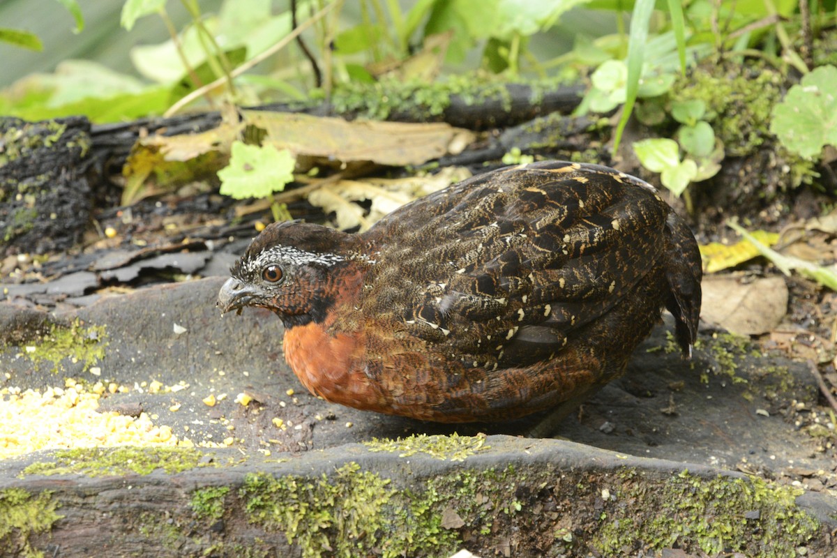 Rufous-breasted Wood-Quail - ML640476639