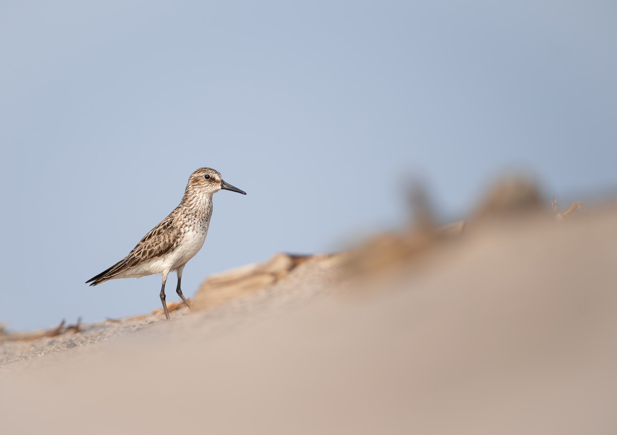 Semipalmated Sandpiper - ML640476705