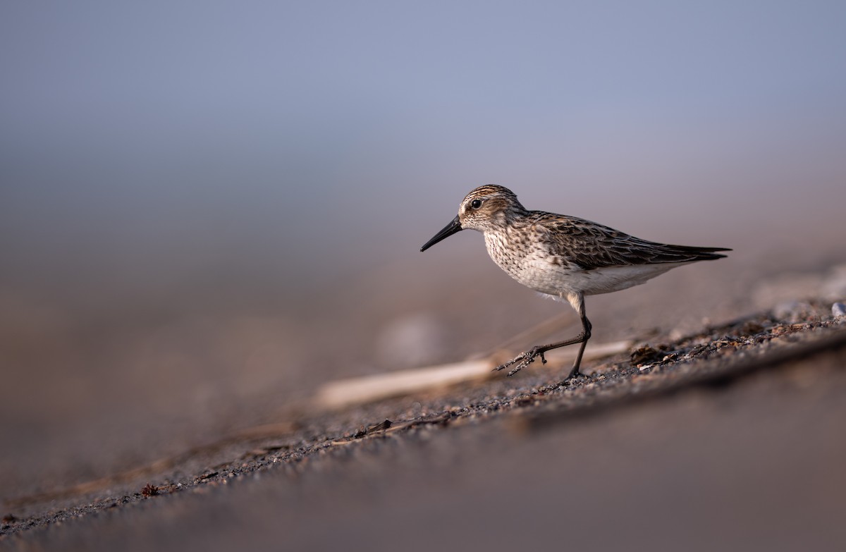 Semipalmated Sandpiper - ML640476706
