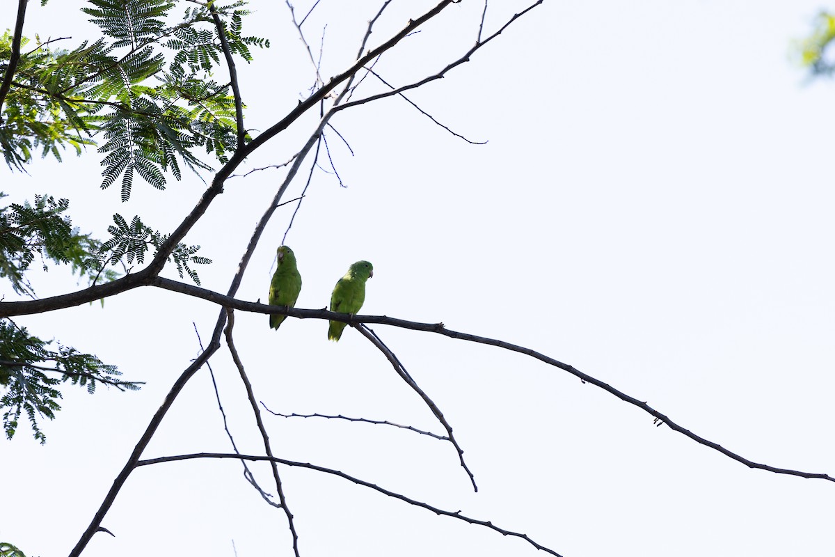 Green-rumped Parrotlet - ML640476735