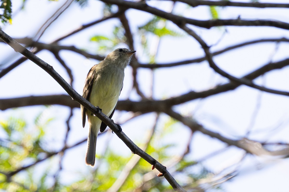Mouse-colored Tyrannulet - ML640476749