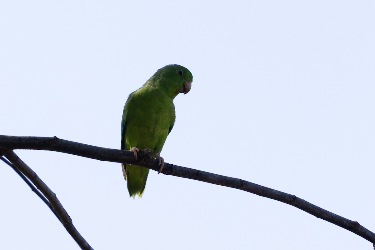 Green-rumped Parrotlet - ML640476793