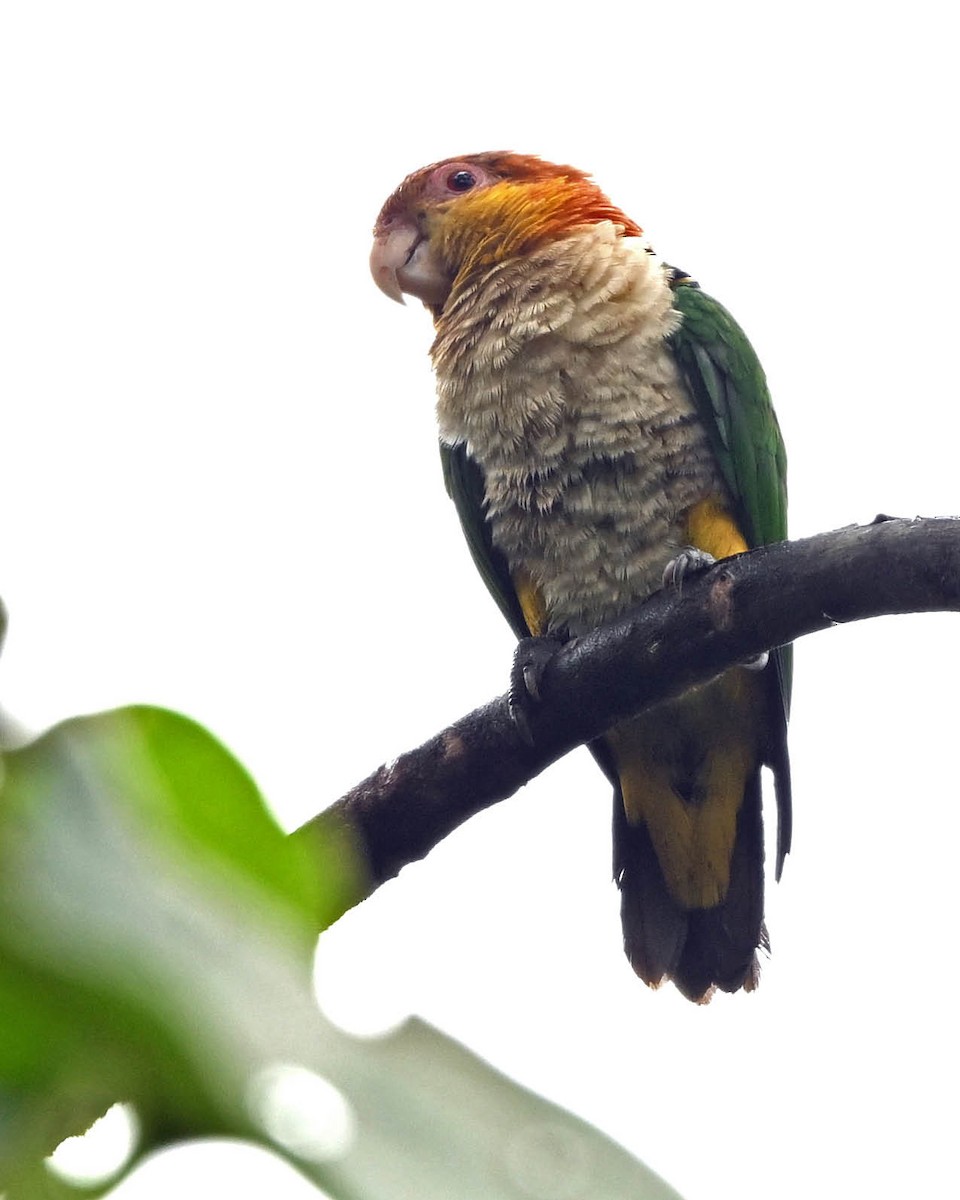 White-bellied Parrot - ML640476809