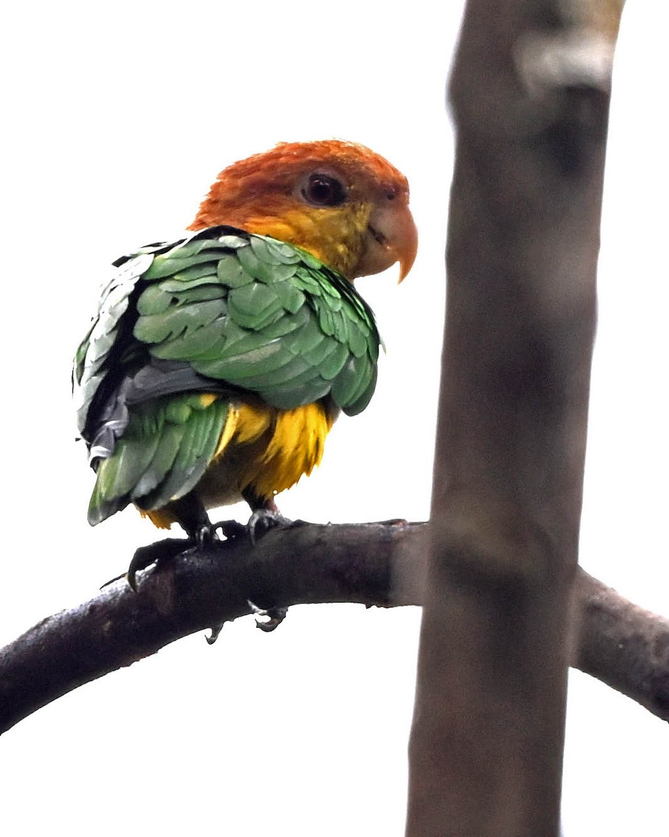 White-bellied Parrot - ML640476810