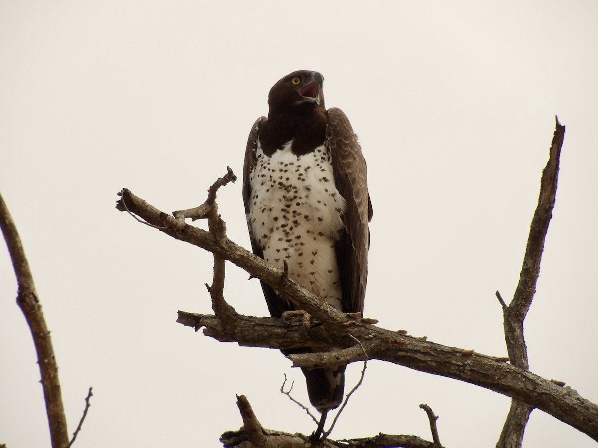 Martial Eagle - ML640476878