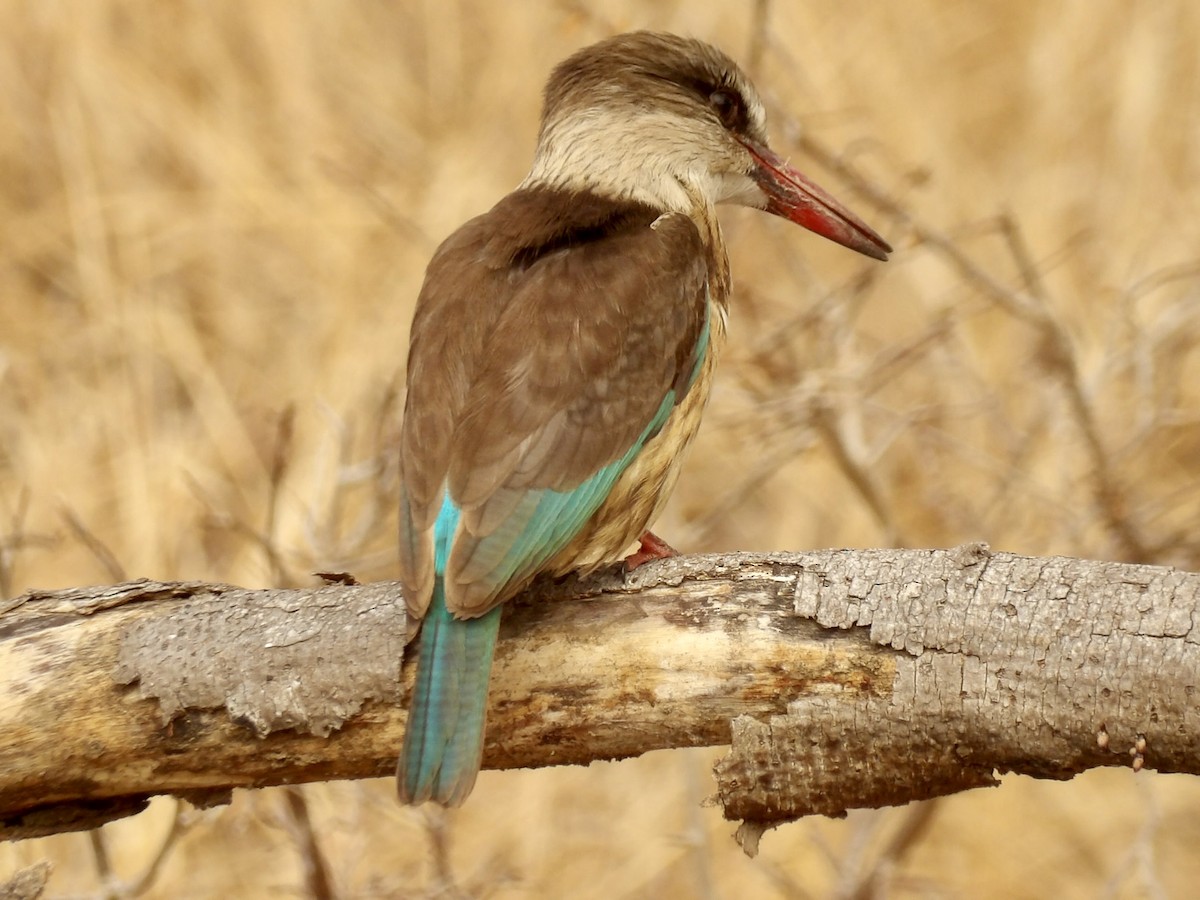 Brown-hooded Kingfisher - ML640476889