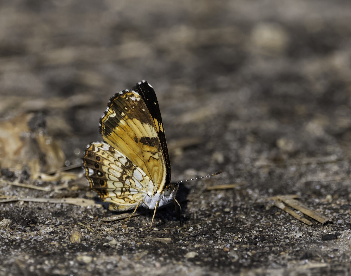 Silvery Checkerspot - ML640477006