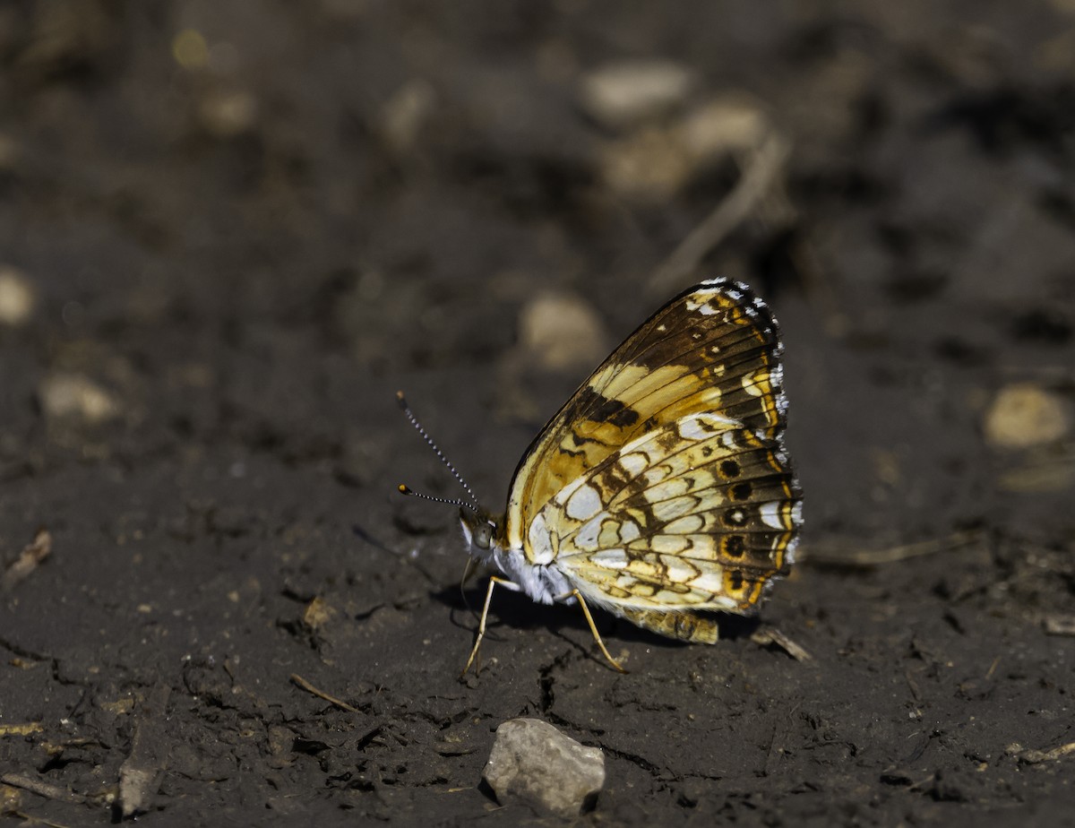 Silvery Checkerspot - ML640477007