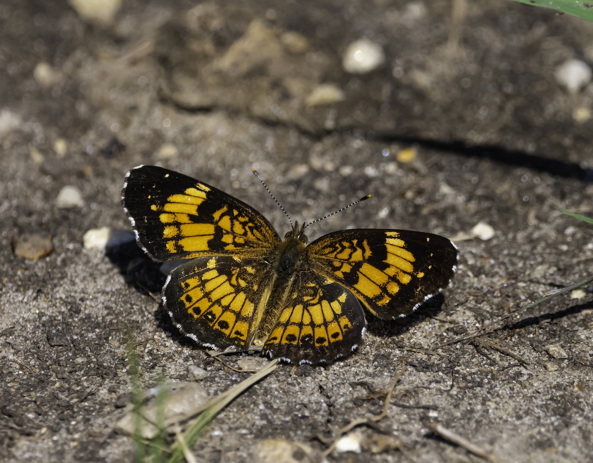 Silvery Checkerspot - ML640477008