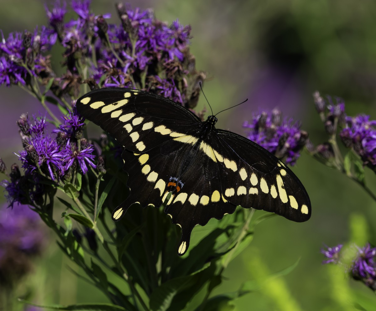 Eastern Giant Swallowtail - ML640477009