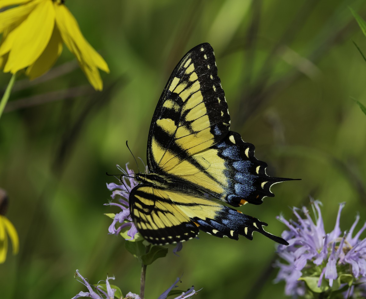 Eastern Tiger Swallowtail - ML640477010