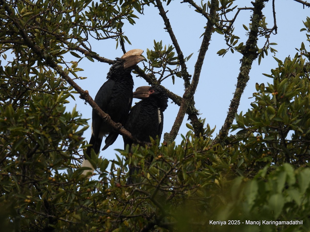 Silvery-cheeked Hornbill - ML640477018