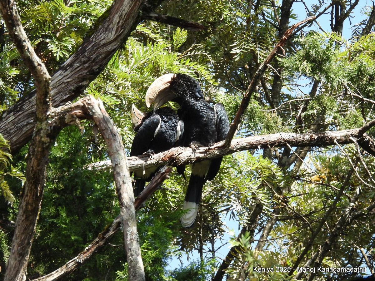 Silvery-cheeked Hornbill - ML640477019