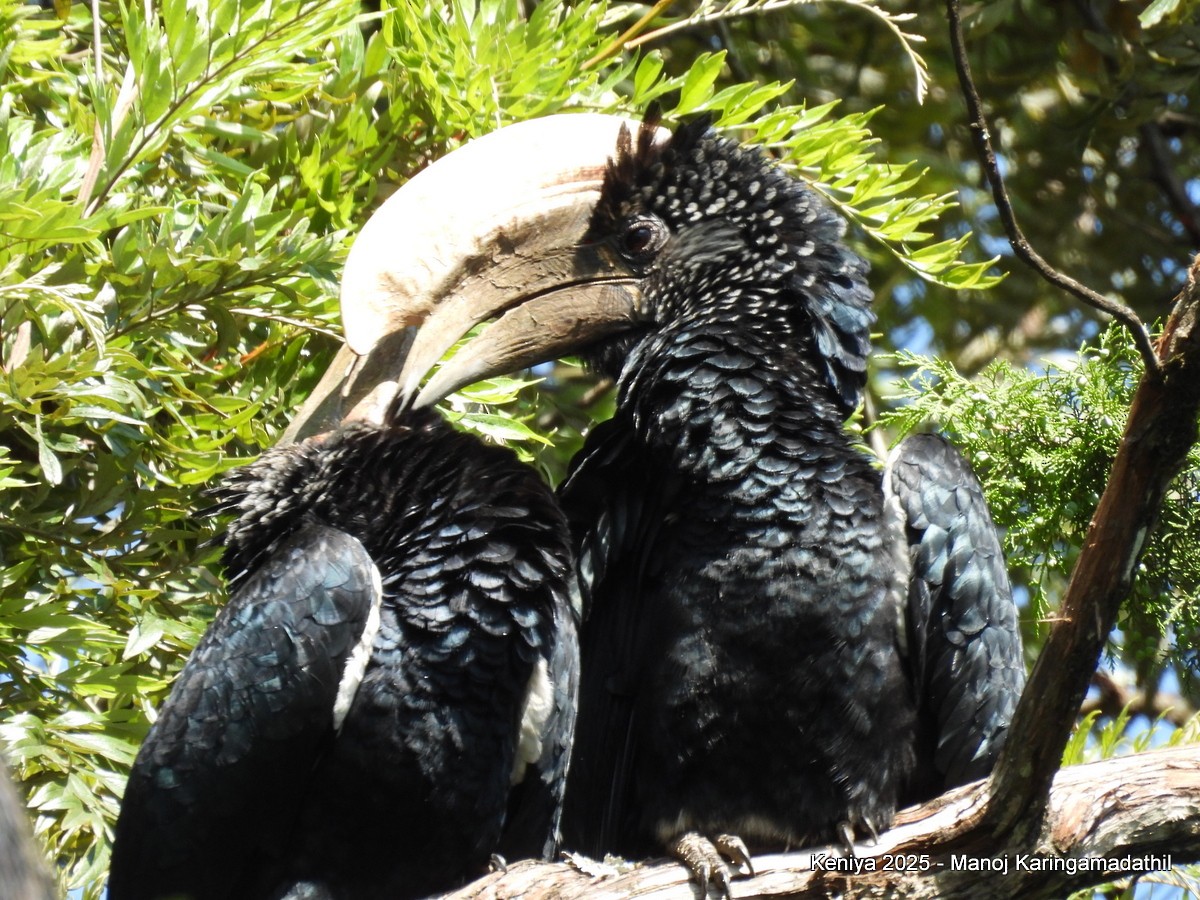 Silvery-cheeked Hornbill - ML640477020