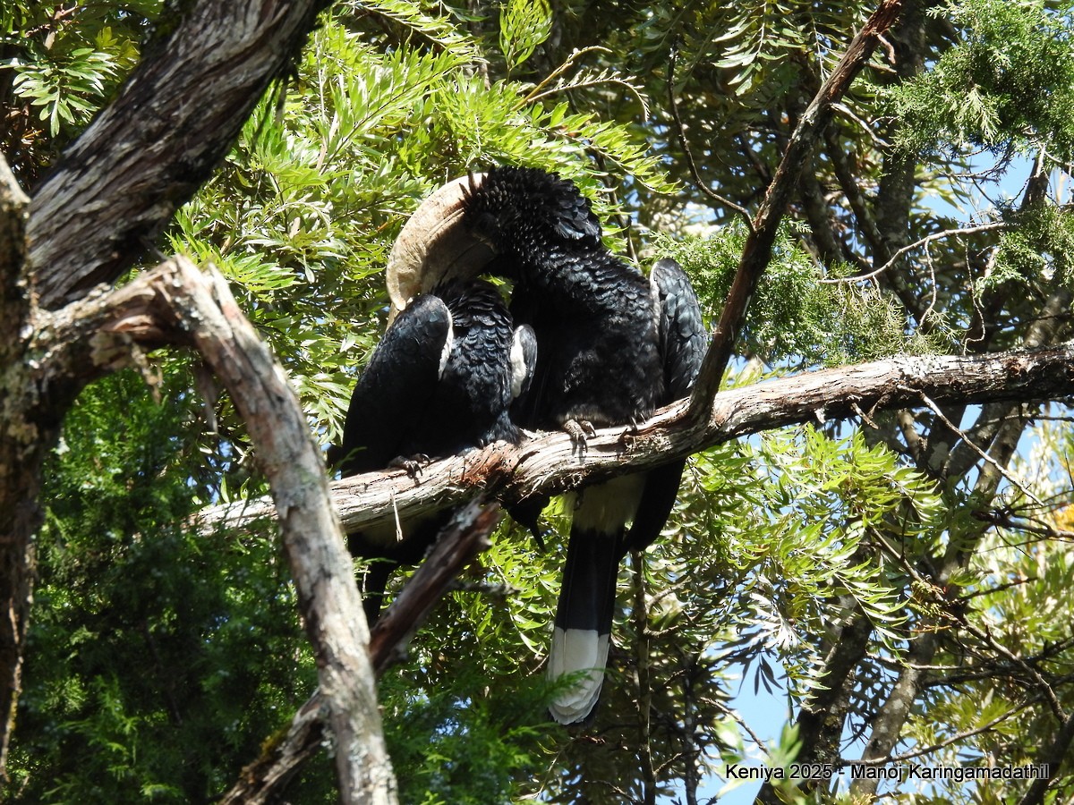 Silvery-cheeked Hornbill - ML640477021