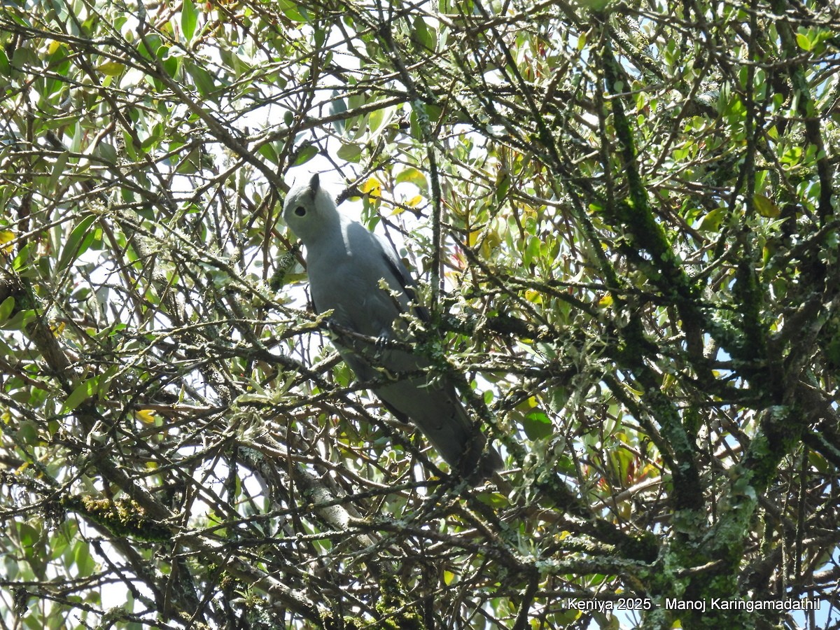 Gray Cuckooshrike - ML640477027