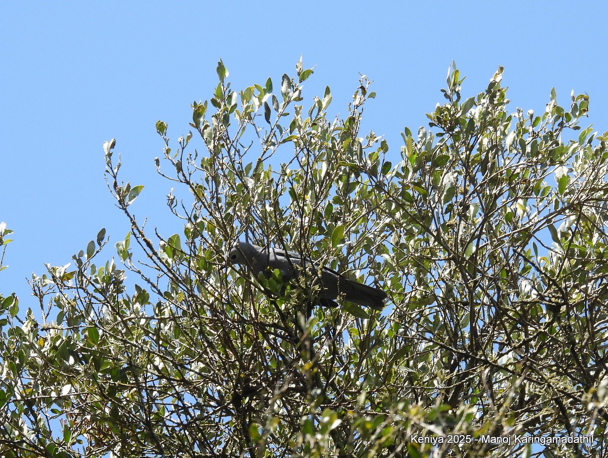 Gray Cuckooshrike - ML640477028