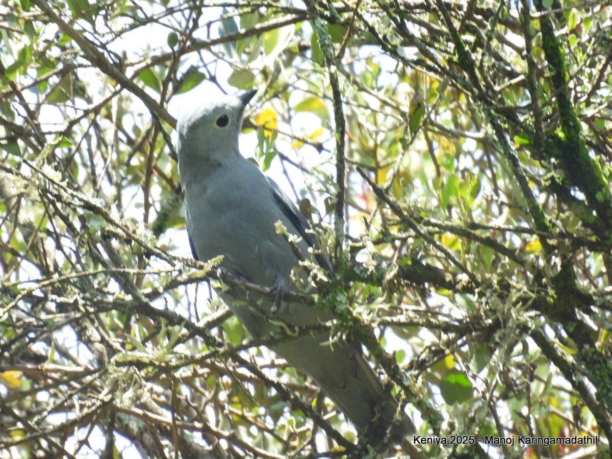 Gray Cuckooshrike - ML640477029