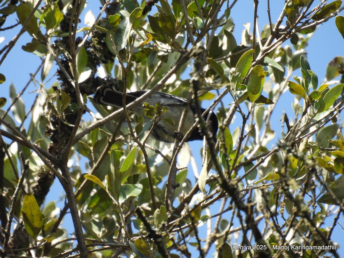 White-bellied Tit - ML640477075