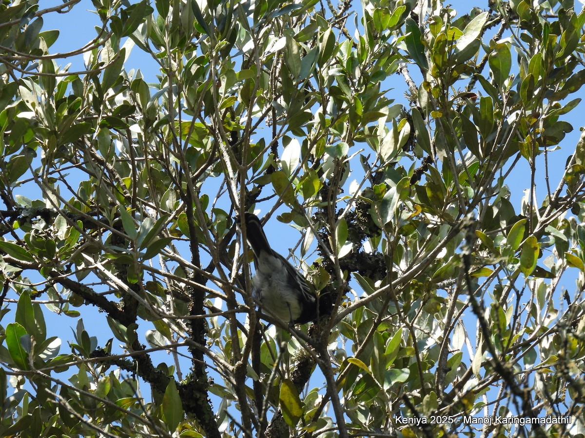 White-bellied Tit - ML640477076