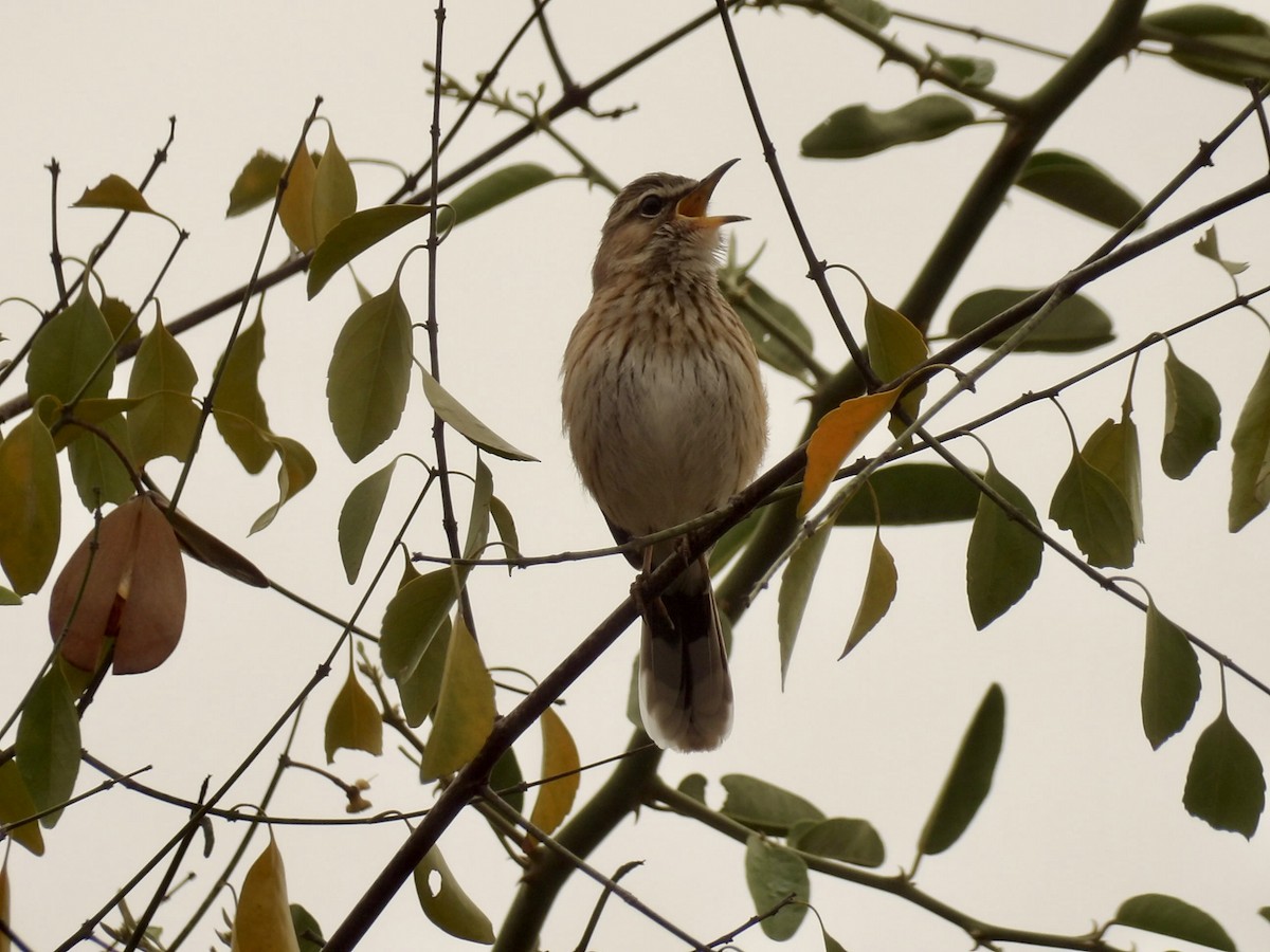 White-browed Scrub-Robin - ML640477084