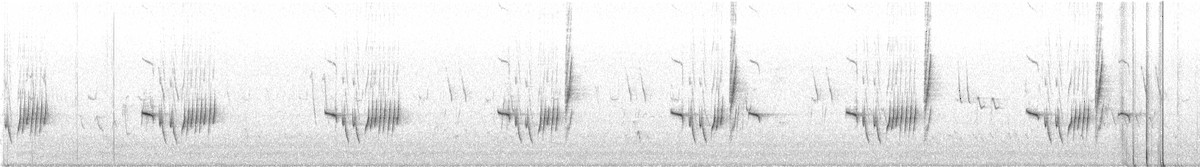 White-browed Scrub-Robin - ML640477085