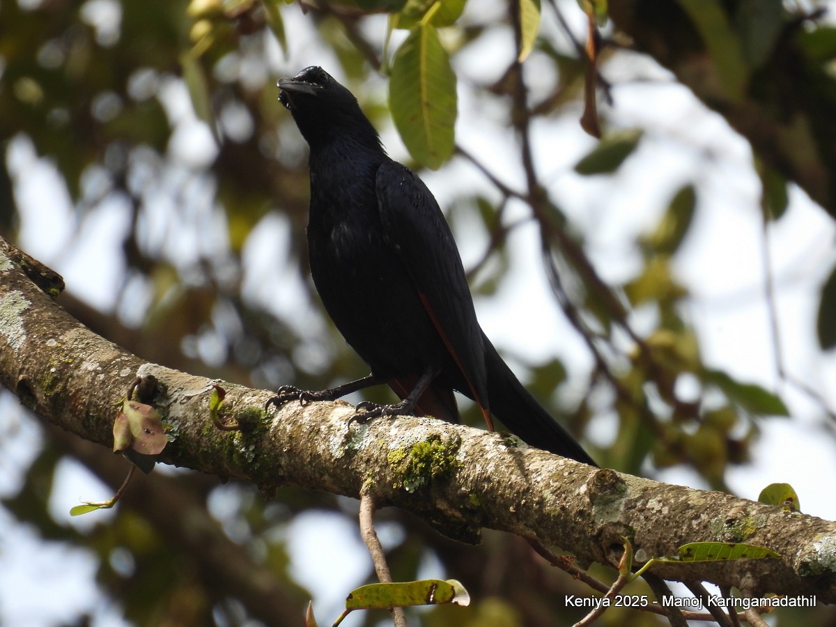 Red-winged Starling - ML640477086