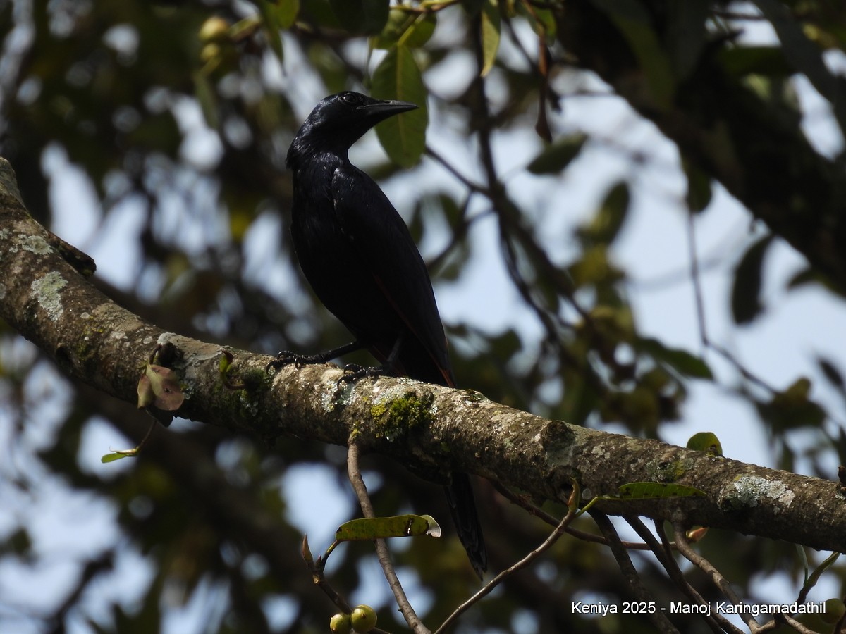 Red-winged Starling - ML640477087