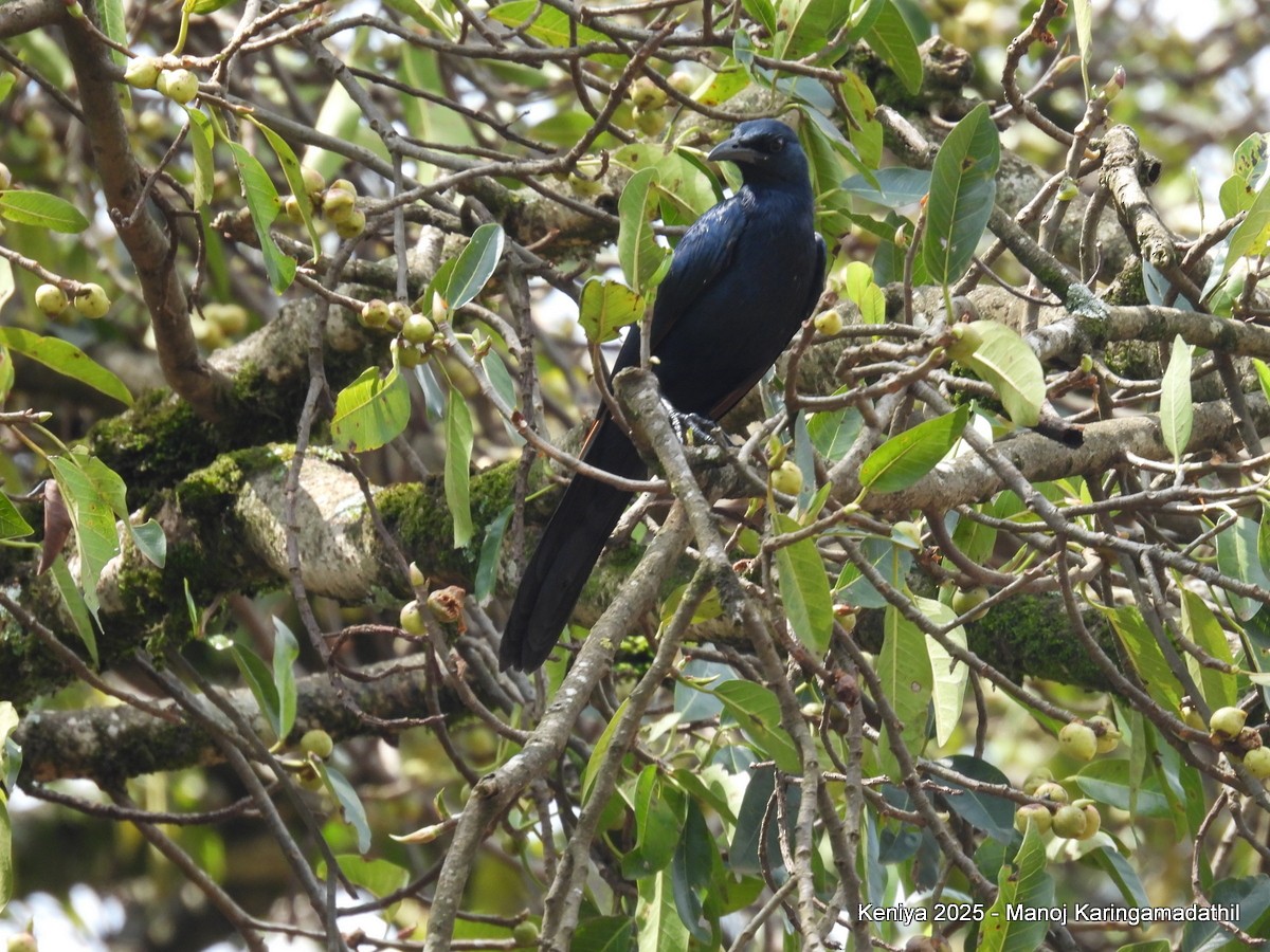 Red-winged Starling - ML640477088