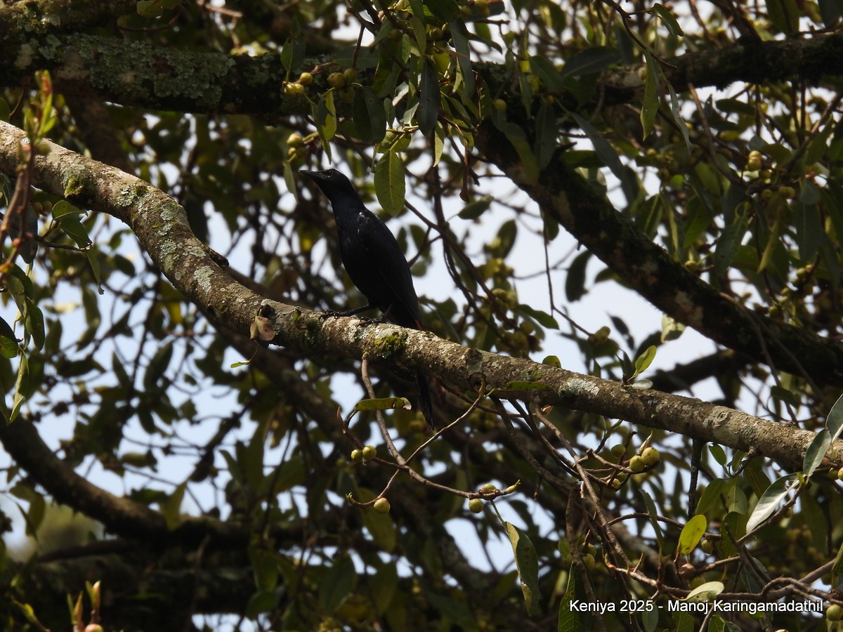 Red-winged Starling - ML640477089