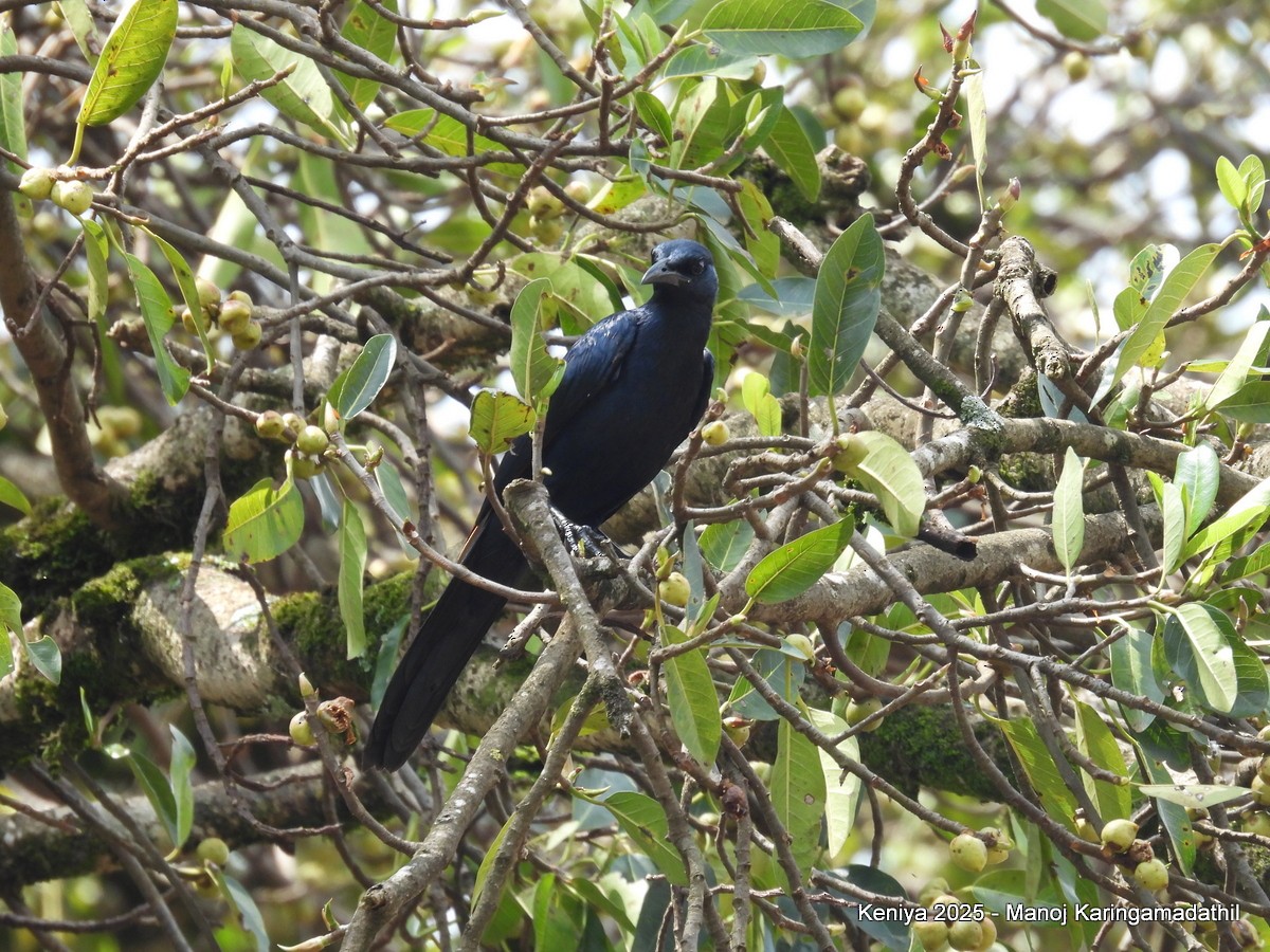 Red-winged Starling - ML640477090