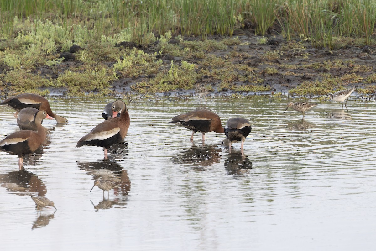 Black-bellied Whistling-Duck - ML640477108