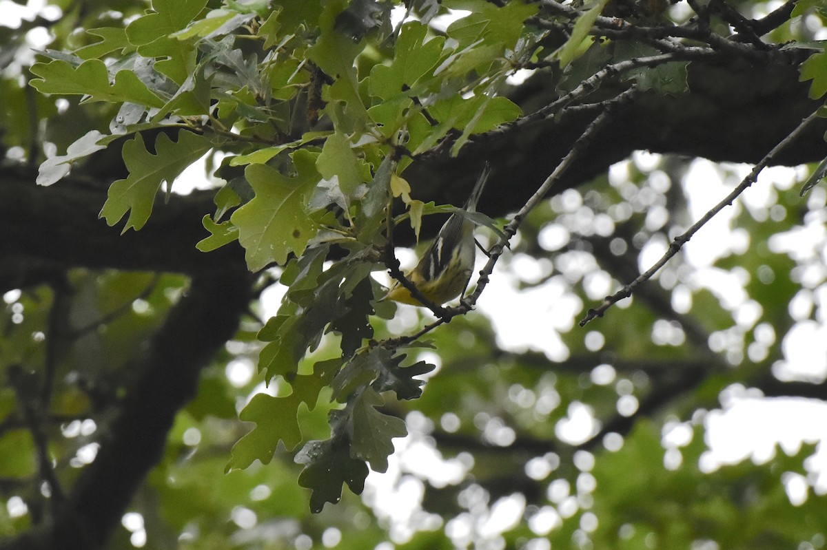 Blackburnian Warbler - ML640477189