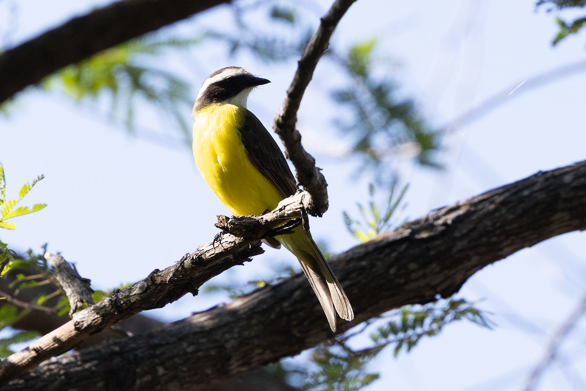 Rusty-margined Flycatcher - ML640477264