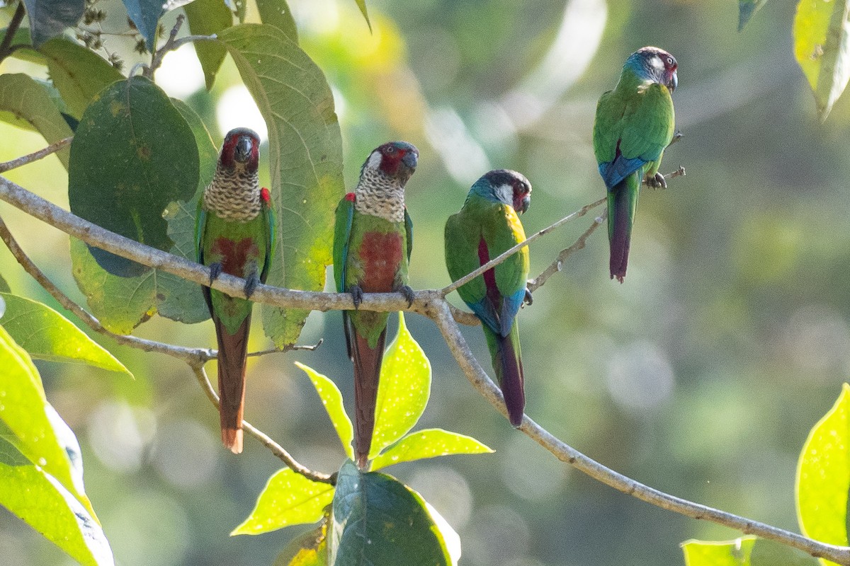 regnbueparakitt (caeruleiceps) (blåkroneparakitt) - ML640477281