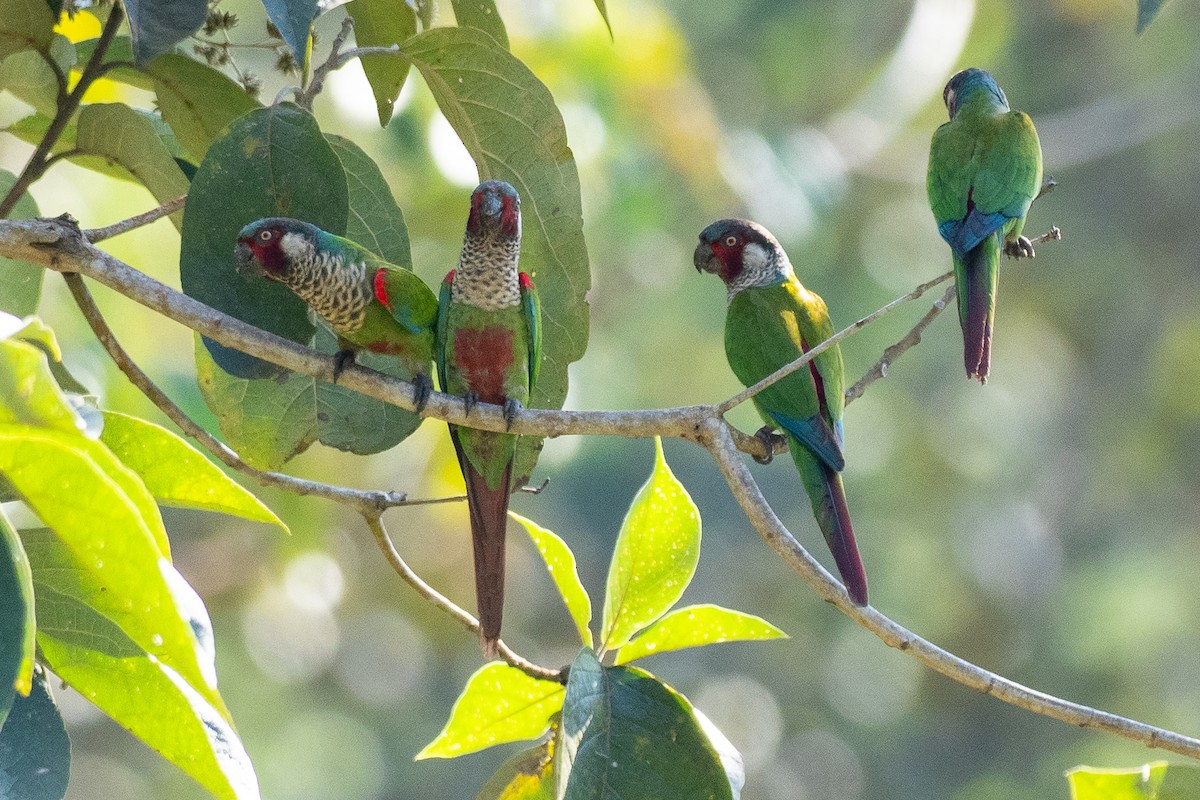 regnbueparakitt (caeruleiceps) (blåkroneparakitt) - ML640477282