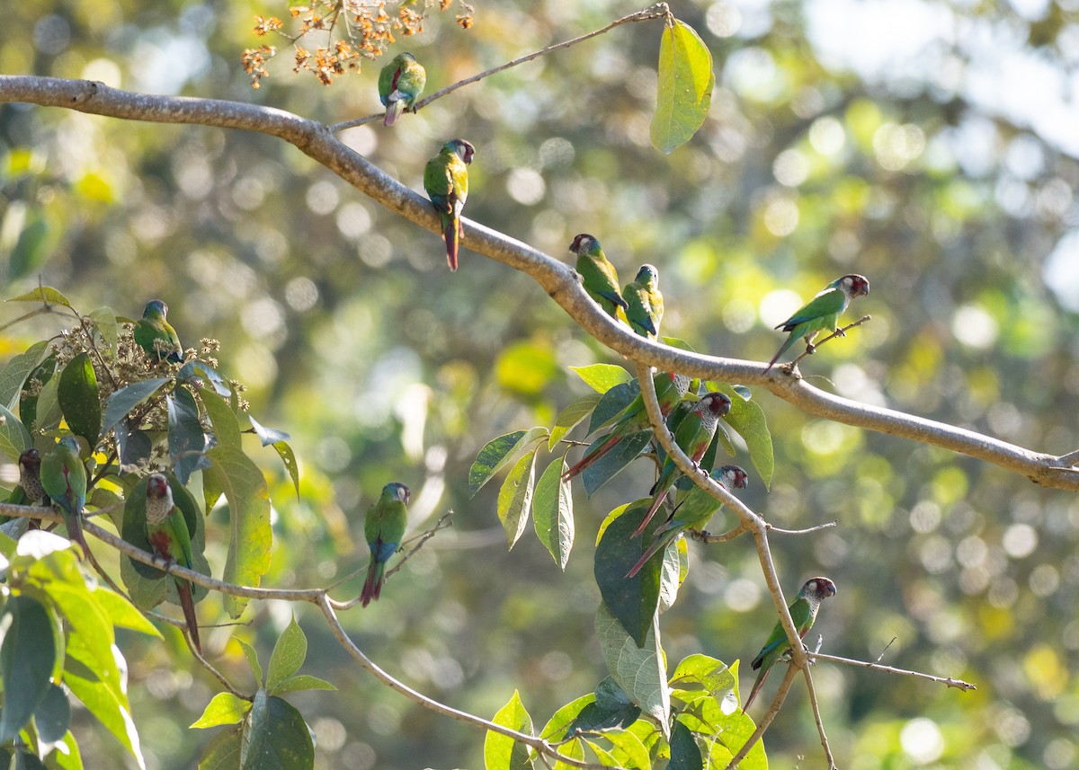 regnbueparakitt (caeruleiceps) (blåkroneparakitt) - ML640477284