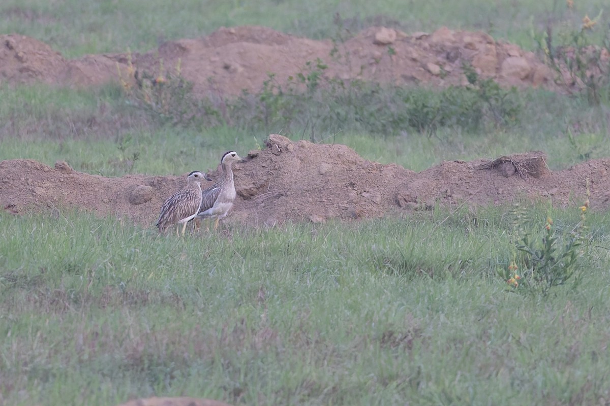 Double-striped Thick-knee - ML640477286