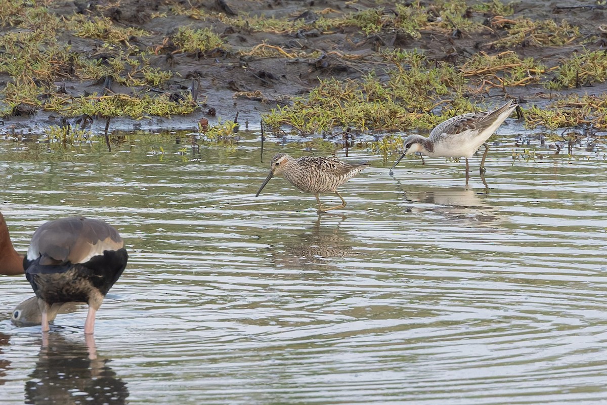 Wilson's Phalarope - ML640477291