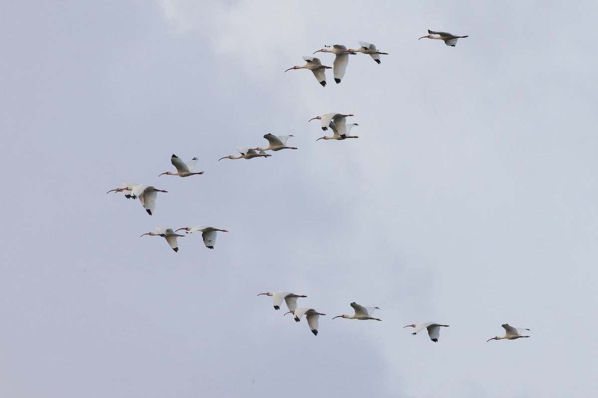 White Ibis - ML640477308