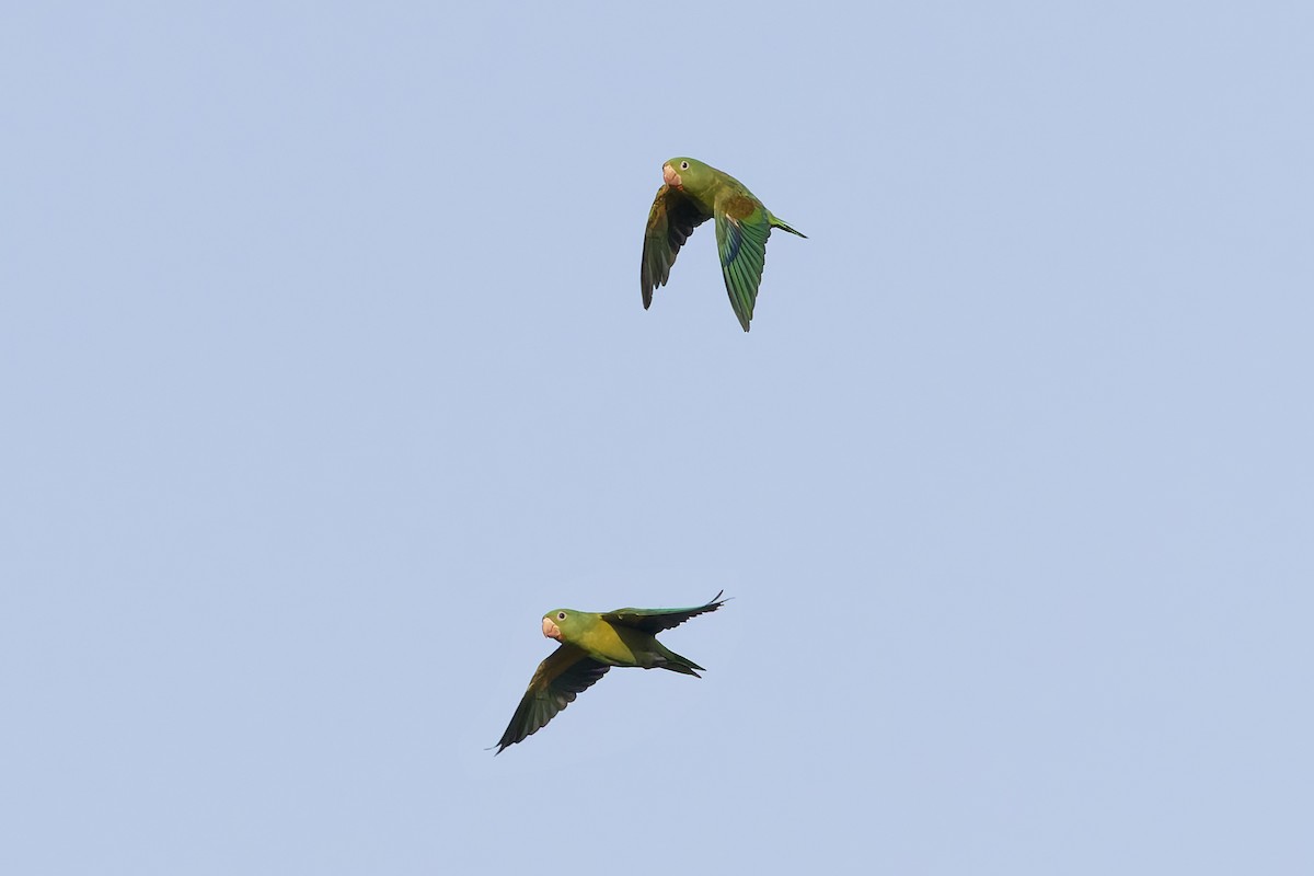 Orange-chinned Parakeet - ML640477313