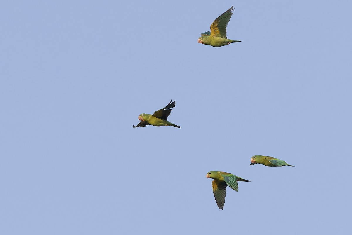 Orange-chinned Parakeet - ML640477314