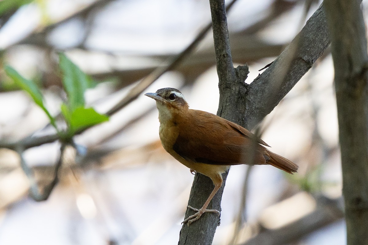 Pale-legged Hornero - ML640477350
