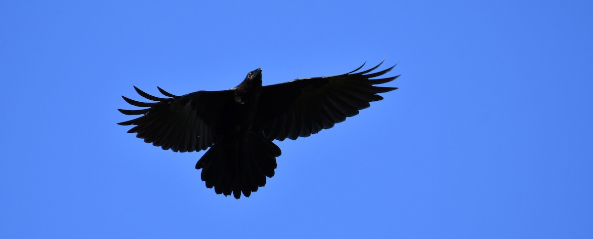 American Crow - ML640477394