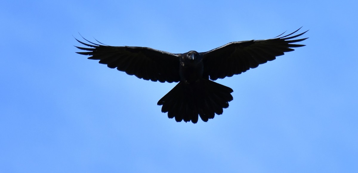 American Crow - ML640477399
