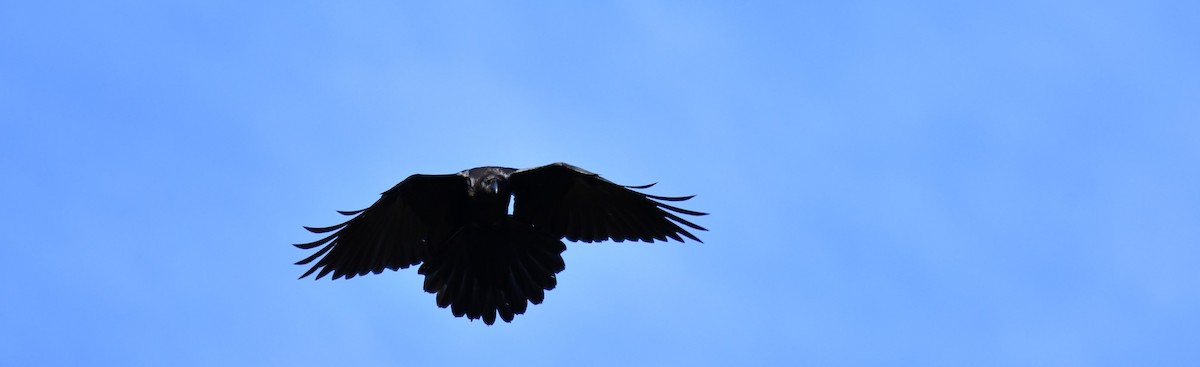 American Crow - ML640477402