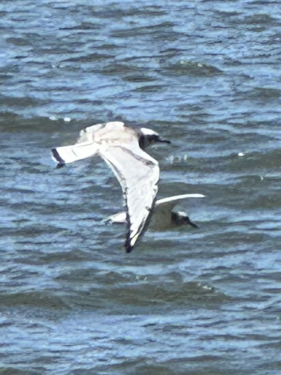 Bonaparte's Gull - ML640477470