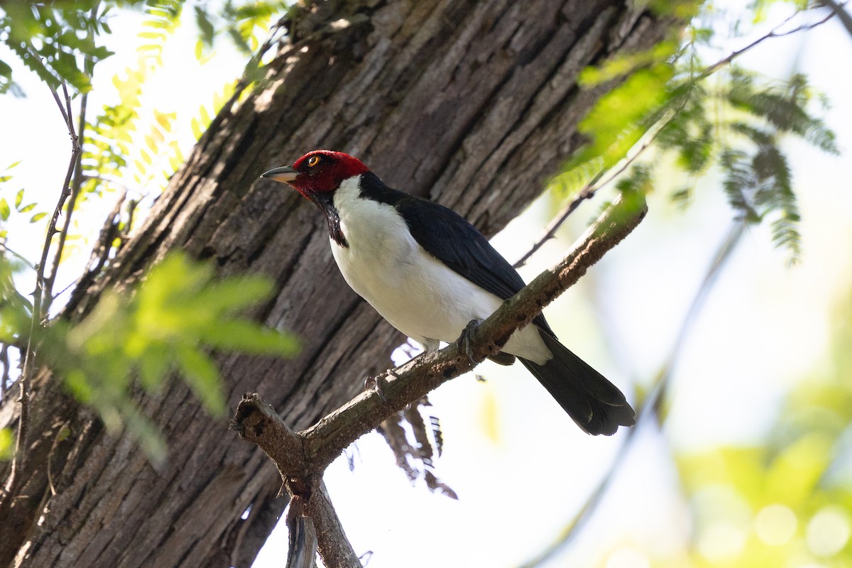 Red-capped Cardinal - ML640477478