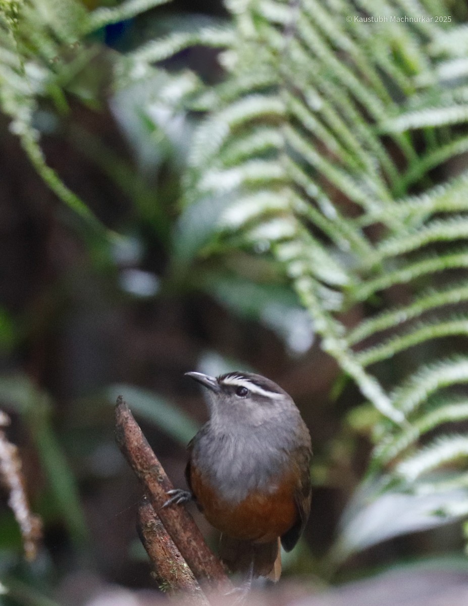 Palani Laughingthrush - ML640477495