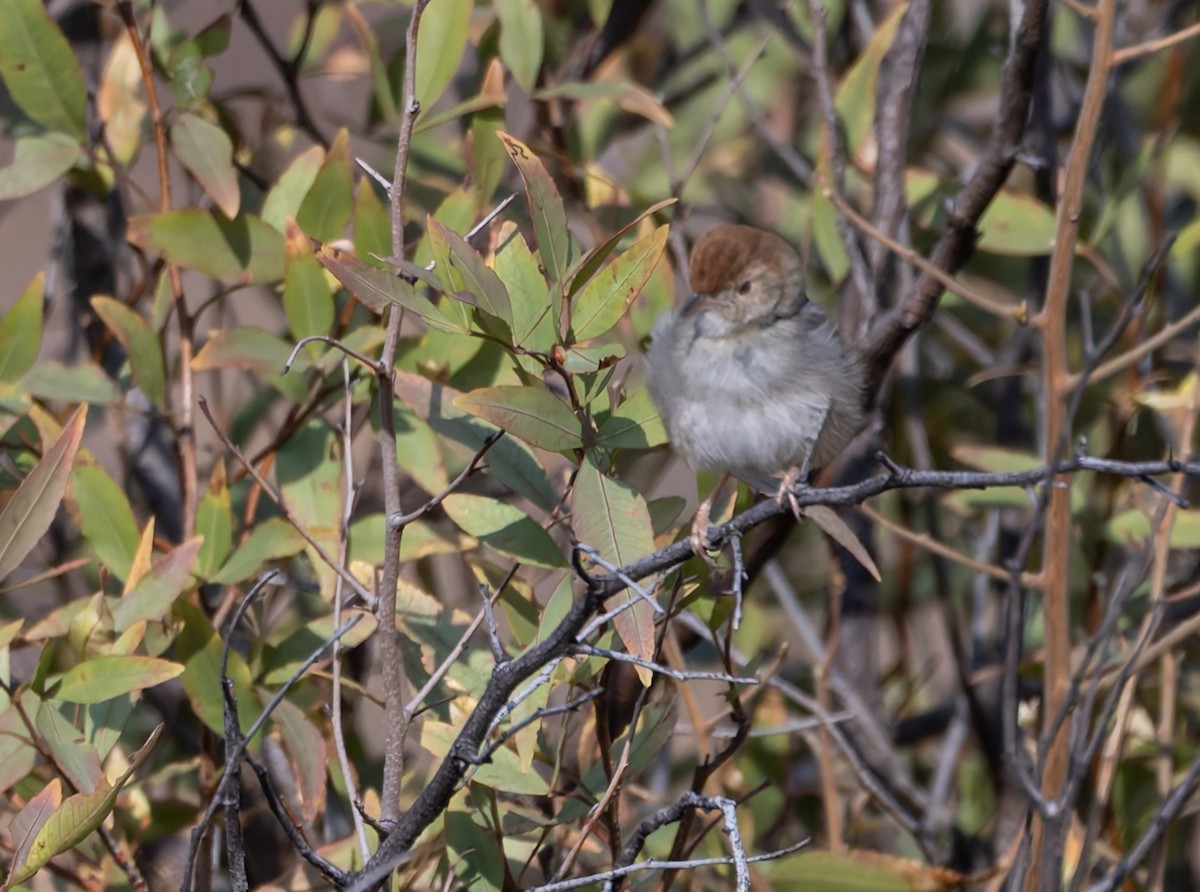 Piping Cisticola - ML640477511